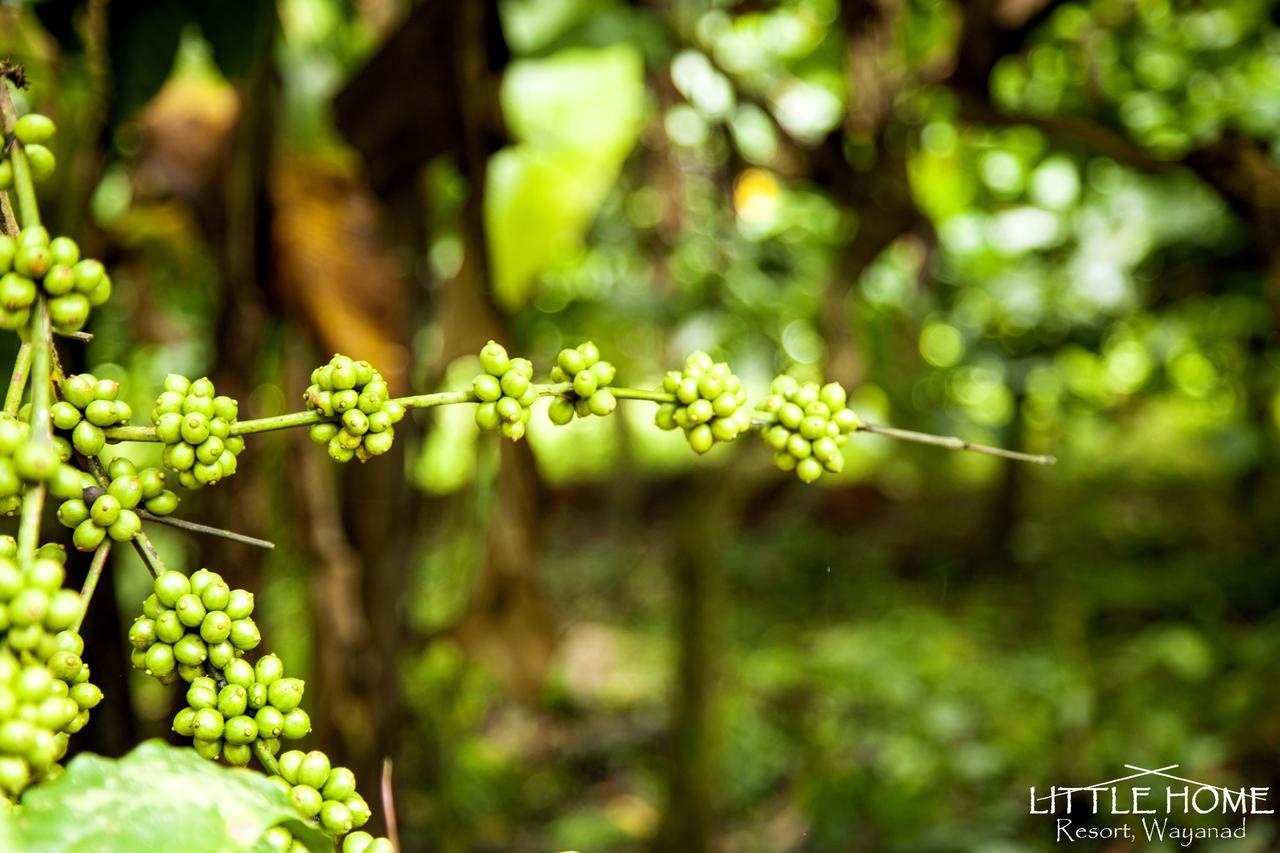 Little Home Resort Vythiri Buitenkant foto